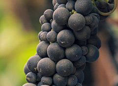 best online wine gift cards best online wine gift cards